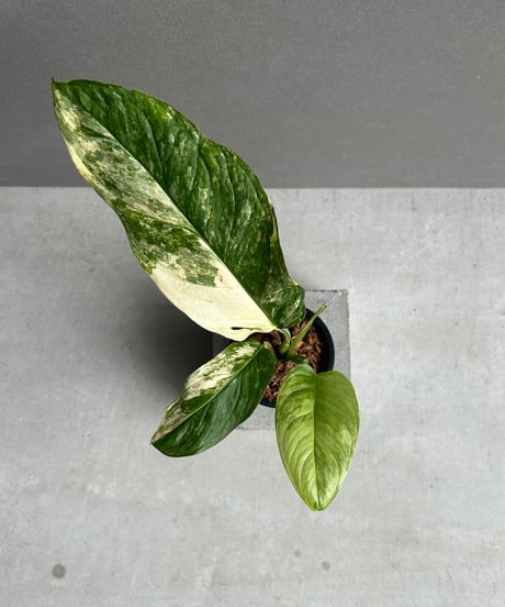 CATEGORY モンステラ | SHOUCHIKUEN