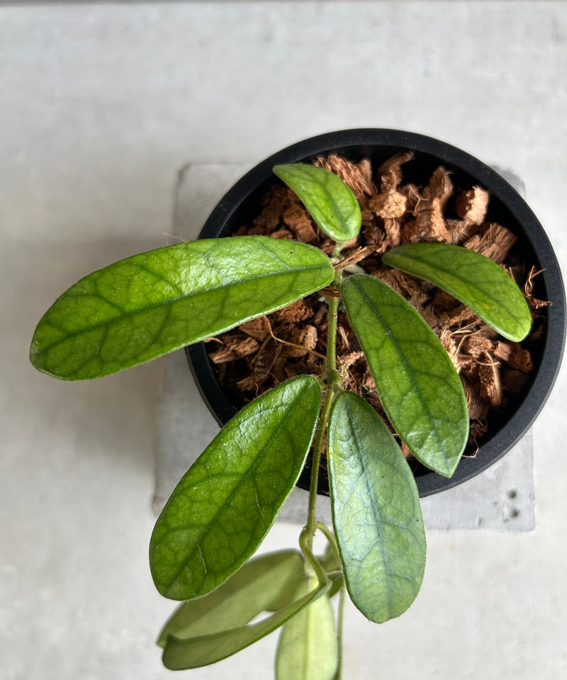 珍種　レア　ホヤ　Hoya Lyi Noid サクララン ホヤ Lyi ノイド 「Hoya Lyi noid」88G | SHOUCHIKUEN