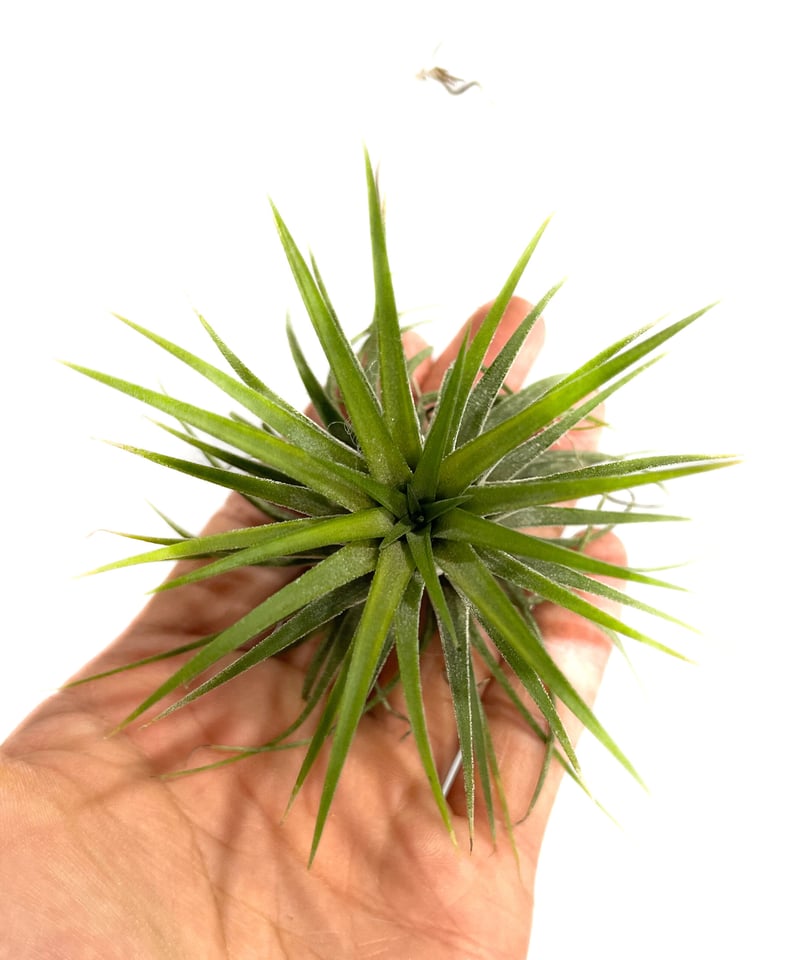 ティランジア イオナンタ アルボマルギナータ 「Tillandsia ionantha 