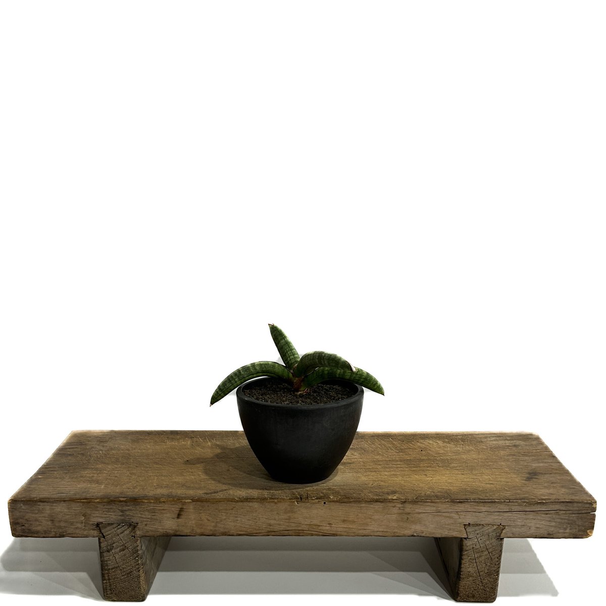 サンセベリア エイレンシス「Sansevieria eilensis Lav.10178」3/