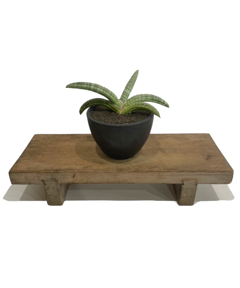 Sansevieria Eilensis サンスベリア エイレンス サンセベリア エイレンシス 「Sansevieria eilensis Lav.10178」7