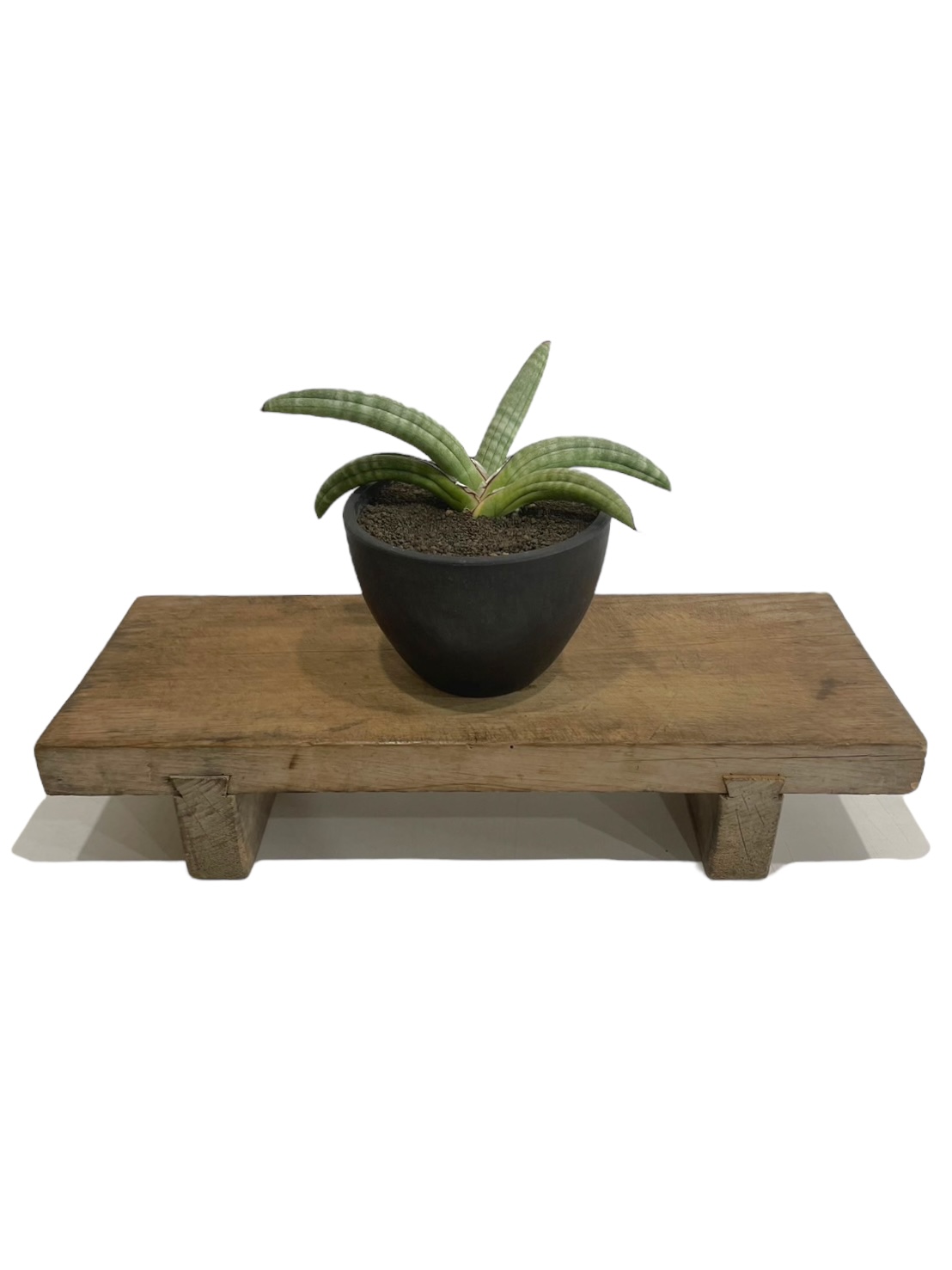 サンスベリア エイレンシス Sansevieria Eilensis a サンスベリア エイレンシス – 皇帝と呼ばれるレア株！玄関育成に