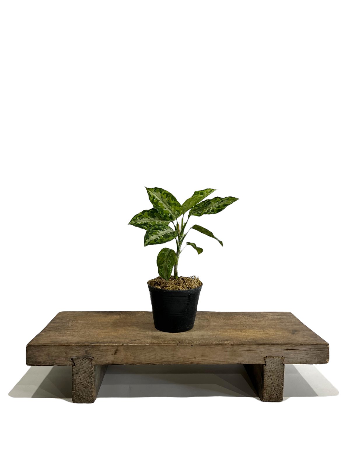 1 アグラオネマ　ピクタム　ファントム　Aglaonema picutum Aglaonema pictum 