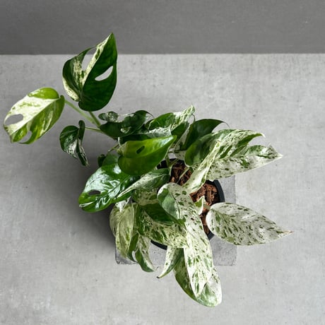 エピプレナム | STORES