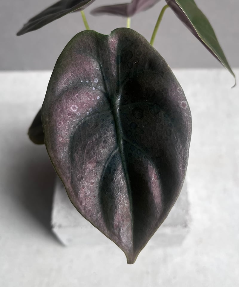 アロカシア クプレア “レッドシークレット” 「Alocasia cuprea “Red