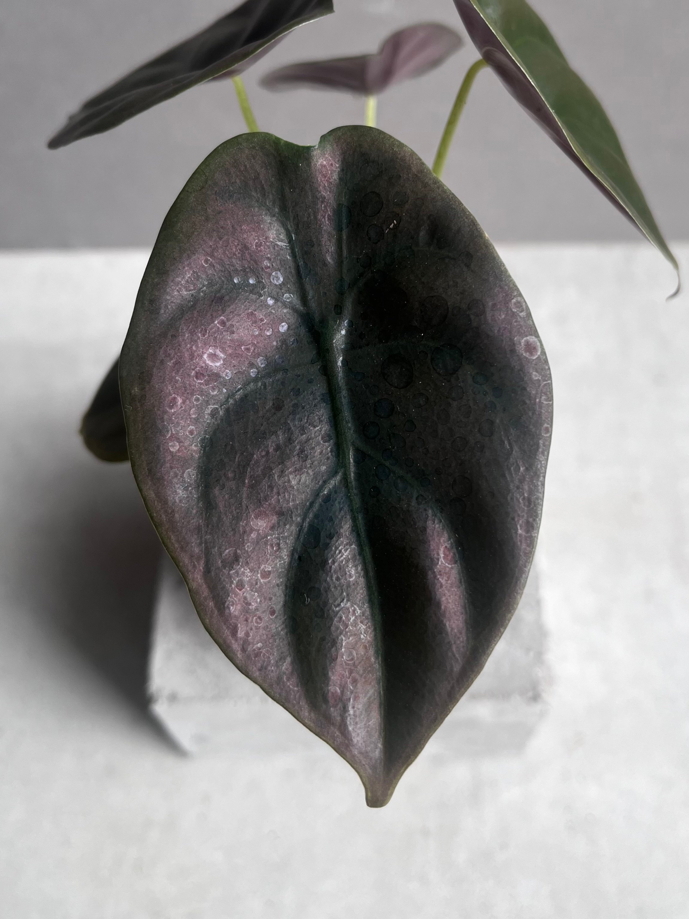 アロカシア クプレア “レッドシークレット” 「Alocasia cuprea “Red Se
