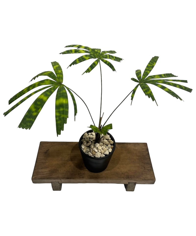 リクアラ マッタネンシス マプ 「Licuala mattanensis 'Mapu' 」86