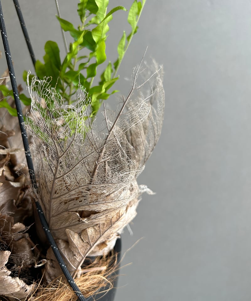 ドリナリア クエルシフォリア + ハンギングポット 「Drynaria