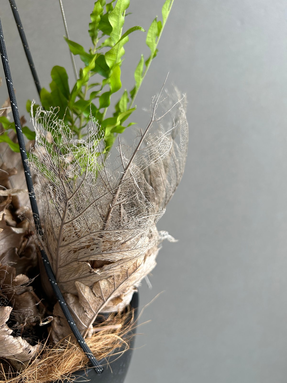 ドリナリア クエルシフォリア + ハンギングポット 「Drynaria