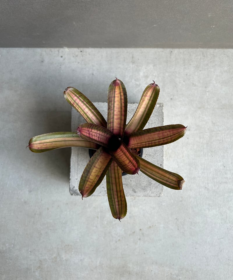 ネオレゲリア スコタックズ コード レッド 「Neoregelia Skotak's Code