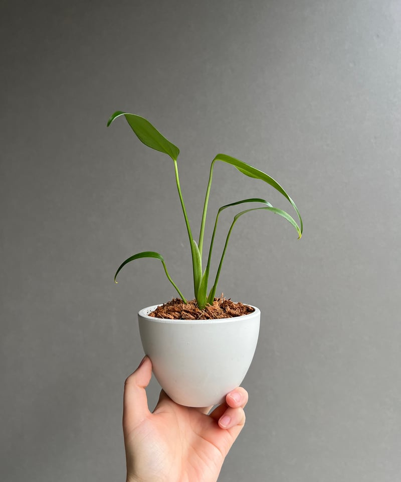 モンステラ バールマルクスフレーム 「Monstera burle marx's flame」