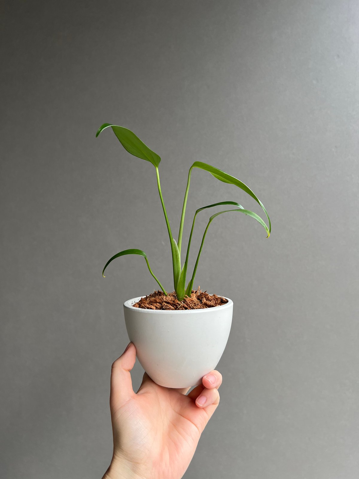 モンステラ バールマルクスフレーム 「Monstera burle marx's