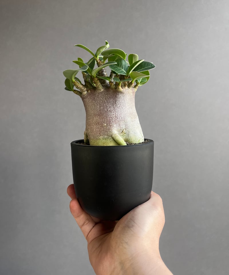 アデニウム アラビカム スーパー ドワーフ “ブラック” 「Adenium