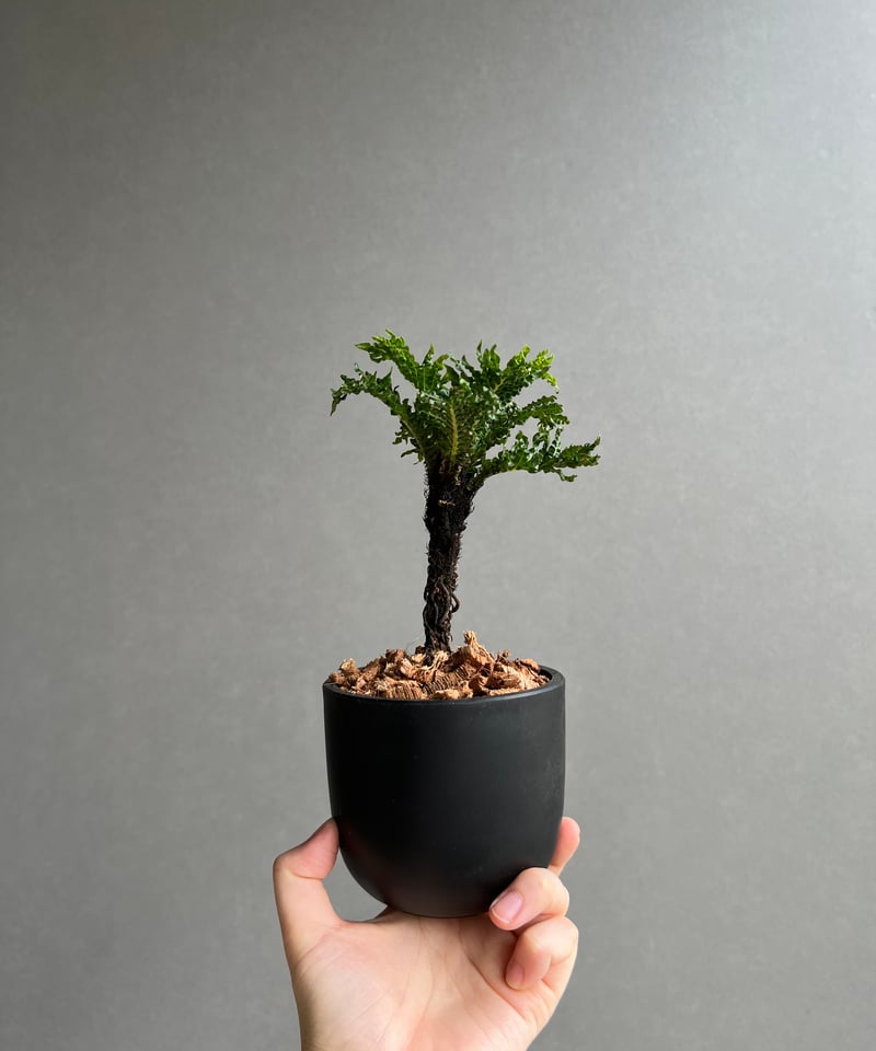 ブレクナム　ギバム　ドワーフ ブレクナム ギッバム ドワーフ 「Blechnum gibbum Dwarf 」75D | S