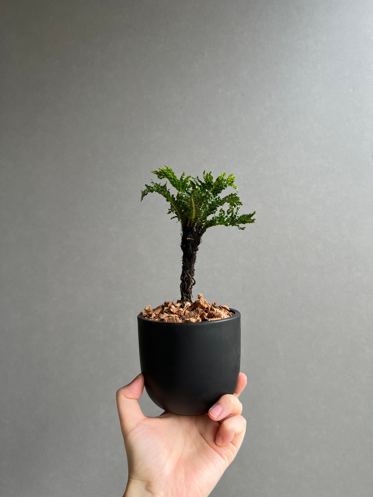 ブレクナム ギッバム ドワーフ ブレクナム ギッバム ドワーフ 「Blechnum gibbum Dwarf 」75D