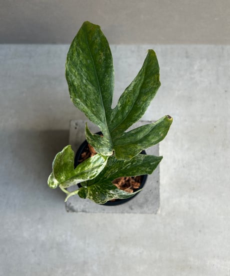 CATEGORY グリーン | SHOUCHIKUEN