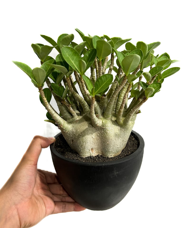 アデニウム アラビカム ドワーフ タイプ「Adenium arabicum dwarf ty