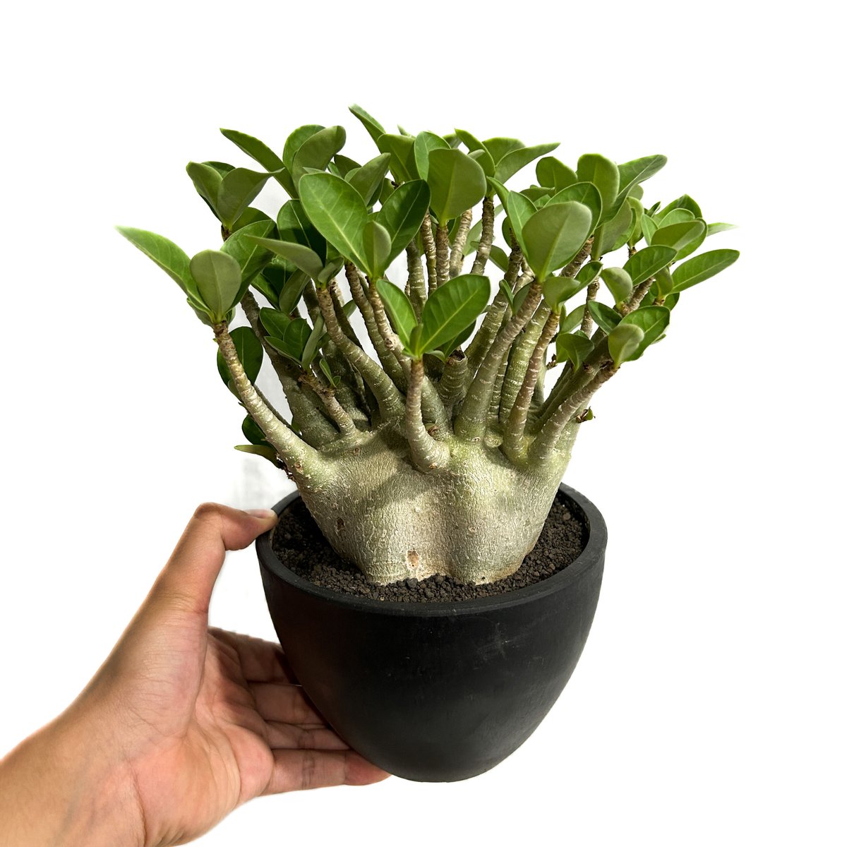 アデニウム アラビカム ドワーフ タイプ「Adenium arabicum dwarf ty