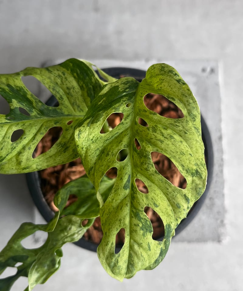 モンステラ ラニアタ ミント 斑入 「Monstera laniata mint
