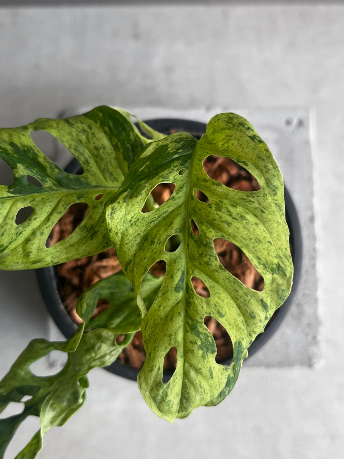 モンステラ ラニアタ ミント 斑入 「Monstera laniata mint