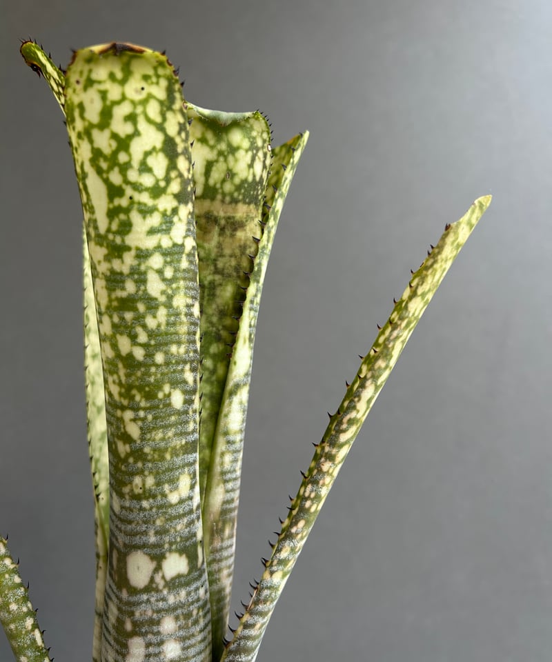 ビルベルギア トゥッティ フルッティ 「Billbergia Tuti Fruti」32H |