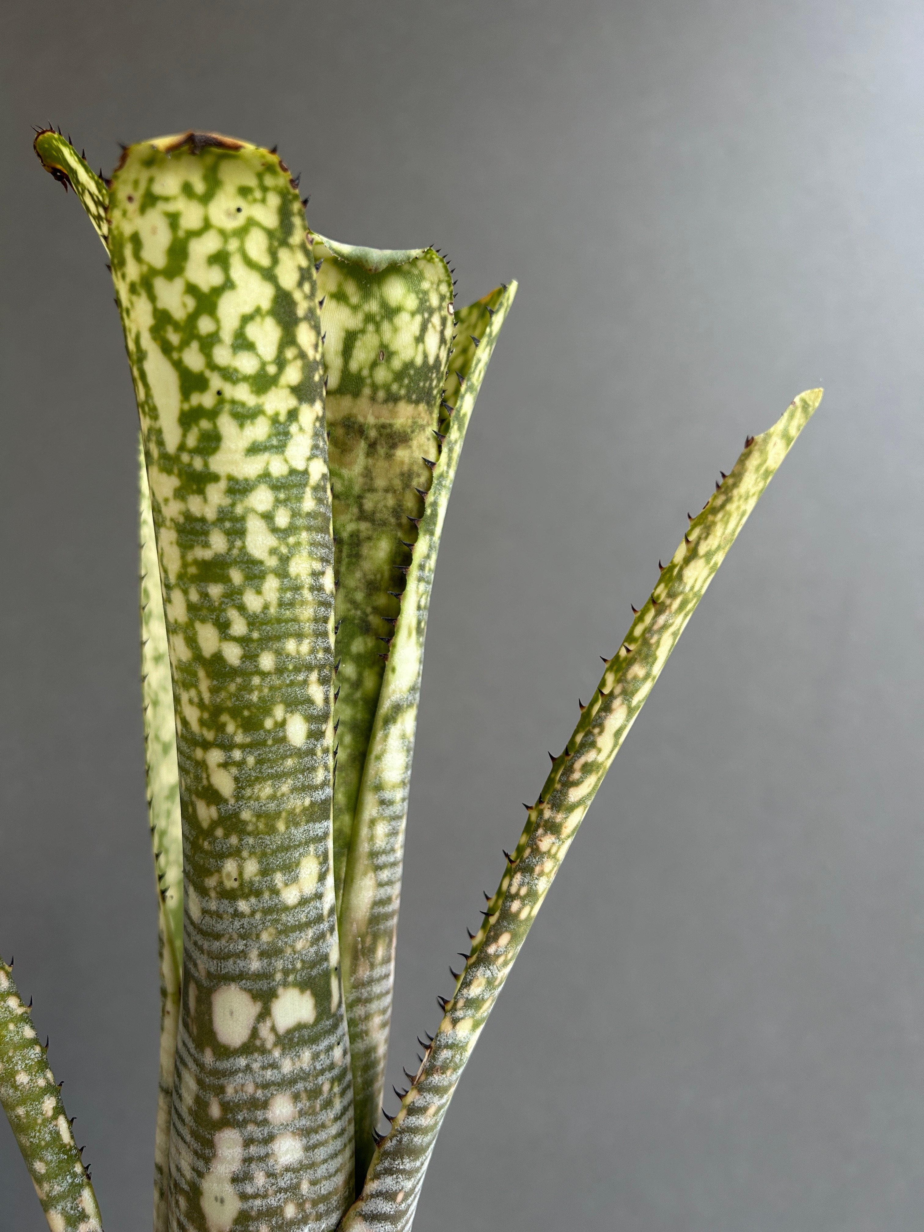ビルベルギア トゥッティ フルッティ 「Billbergia Tuti Fruti」32H |