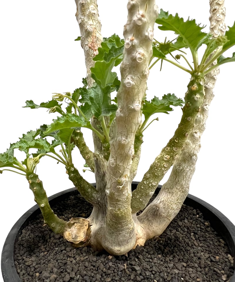 ドルステニア ジプソフィラ x ラブラニー 綴化 「Dorstenia ドルステニア ジプソフィラ x ラブラニー 綴化 「Dorstenia
