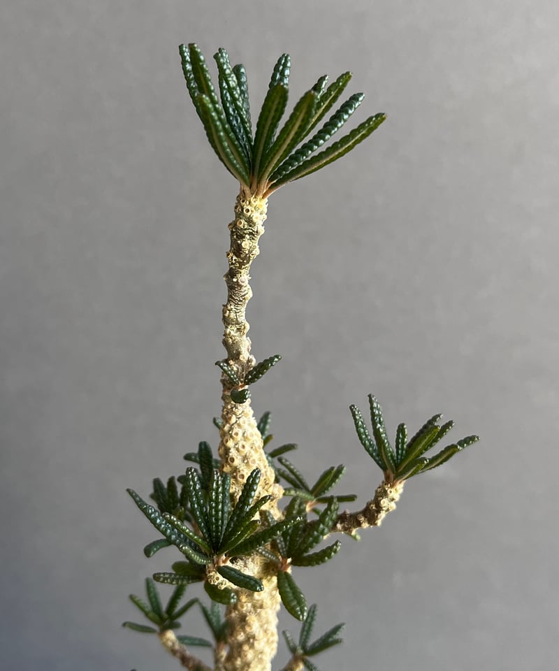 ドルステニア ギガス ブラータ+ plantsmonsters pot 「Dorstenia ドルステニア ギガス ブラータ+ plantsmonsters pot 「Dorstenia