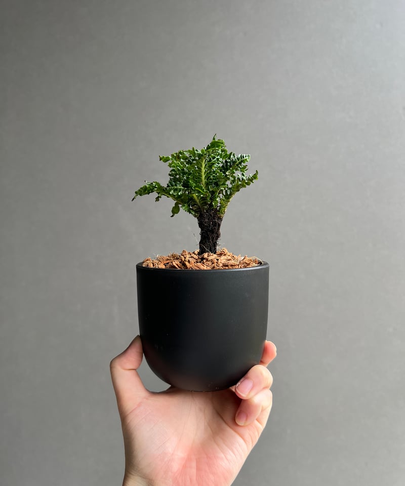 ブレクナム ギッバム ドワーフ 「Blechnum gibbum Dwarf 」22C | S