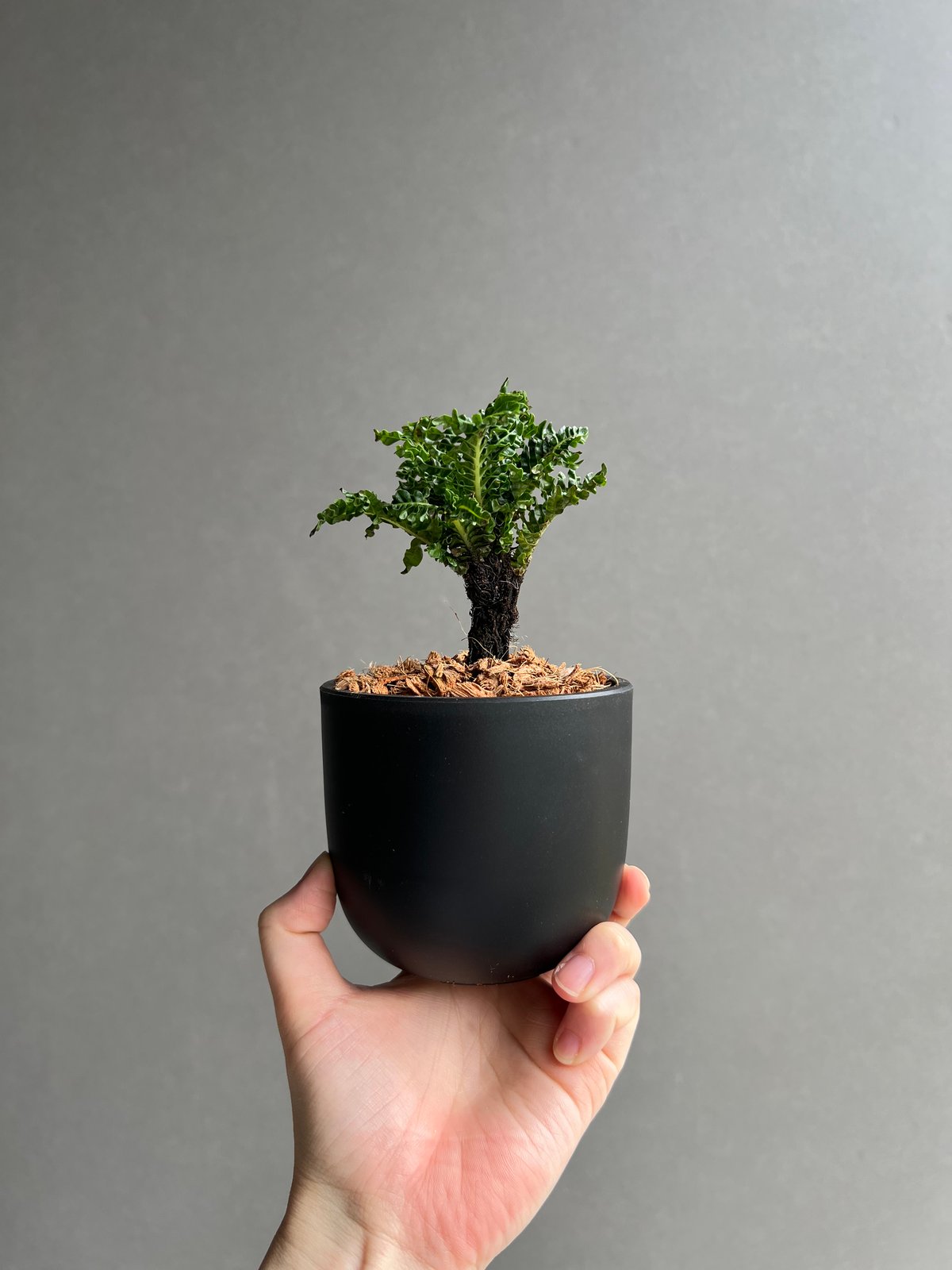 ブレクナム ギッバム ドワーフ 「Blechnum gibbum Dwarf 」22C | S