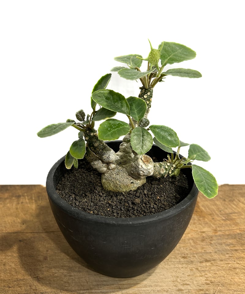 ドルステニア フォエチダ 'FAT MAN' 「Dorstenia foetida 'FAT