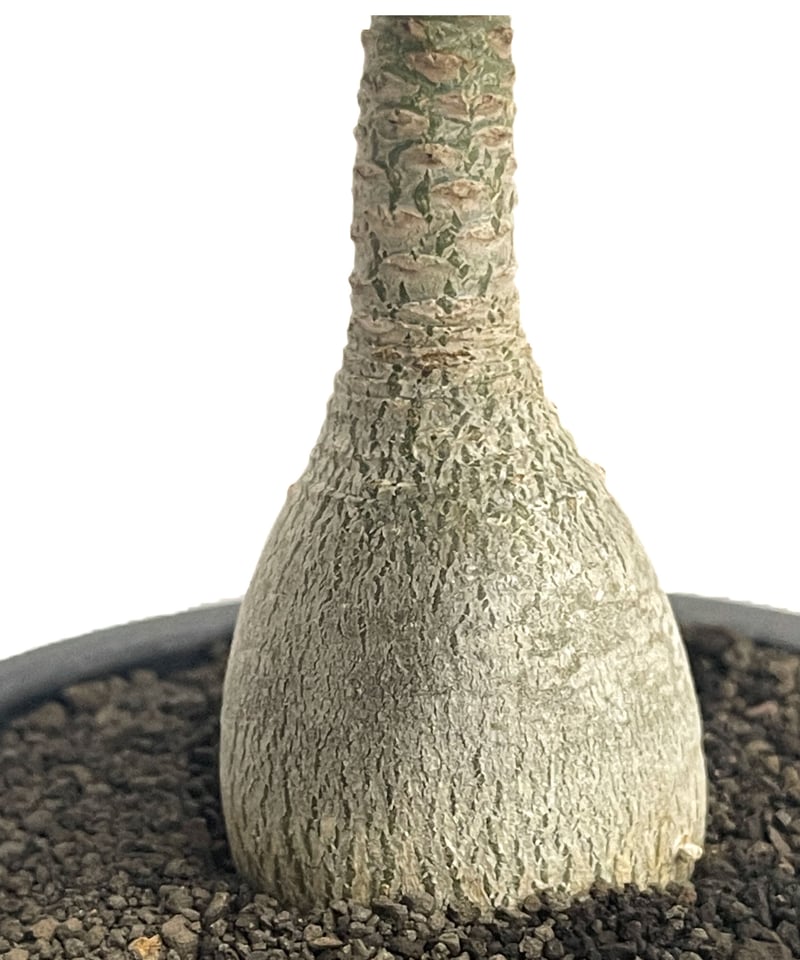アデニウム ソコトラナム 「Adenium socotranum 」85D-1 | SHOU