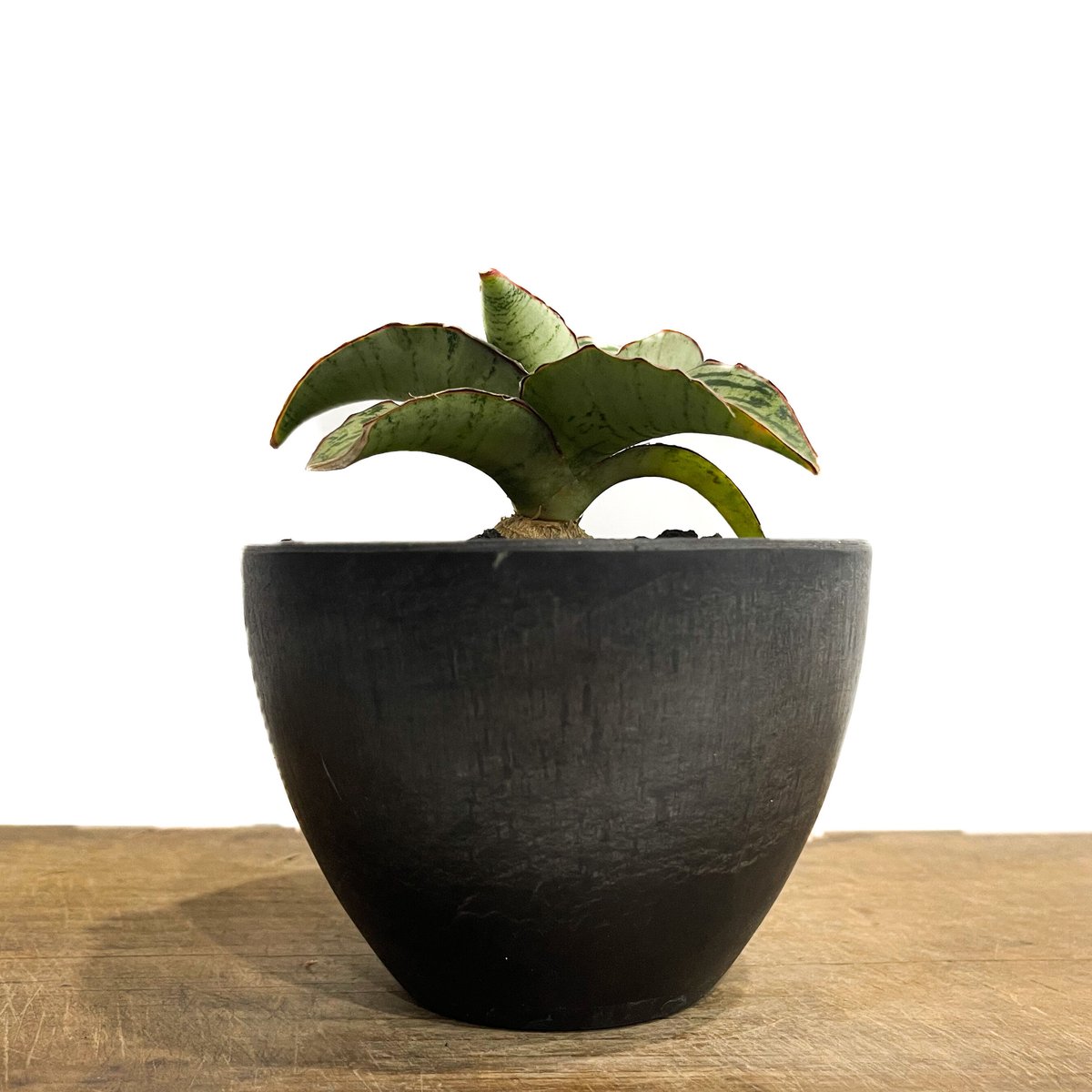 ☆【現品・現物】サンスベリア・クレオパトラ 7号 な3番