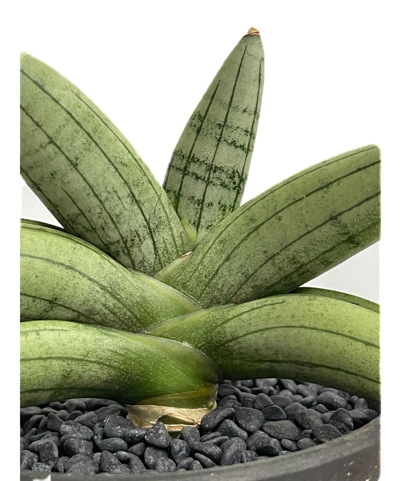 サンセベリア ミーディー 「Sansevieria Mee Dee (by Unyamanee