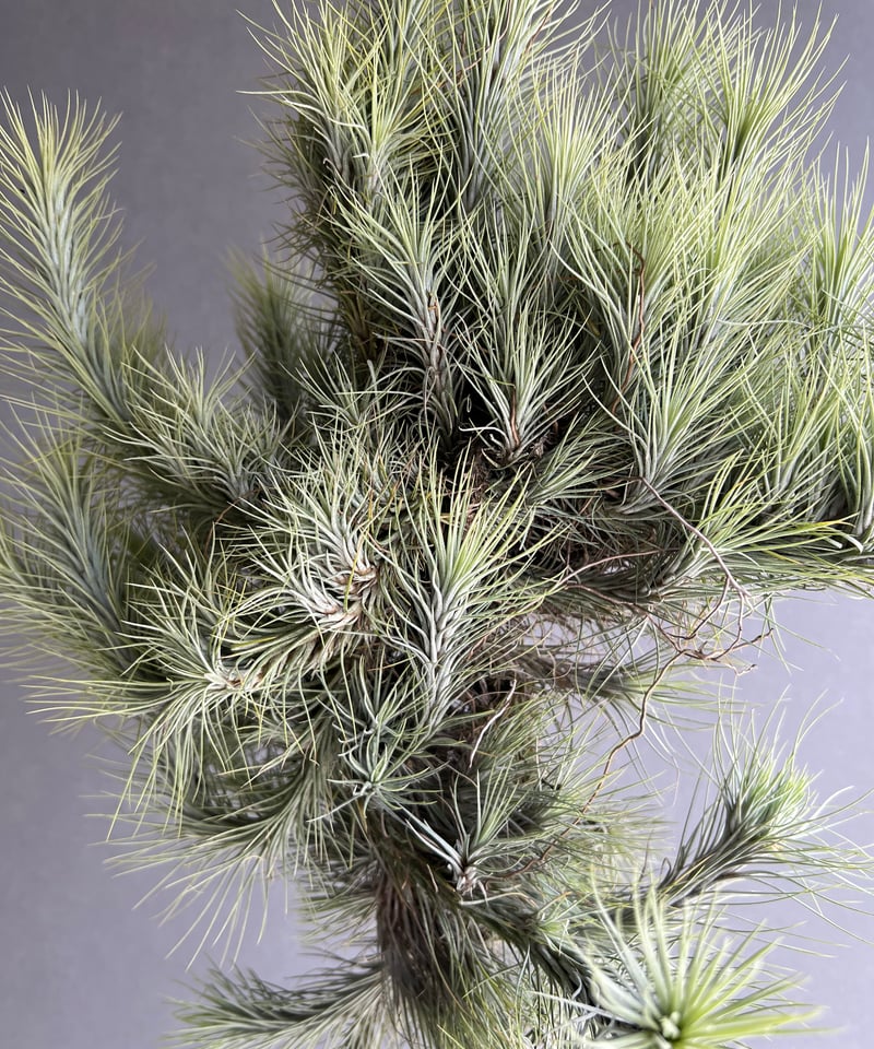 ティランジア フンキアナ クランプ 「Tillandsia funckiana clump」8