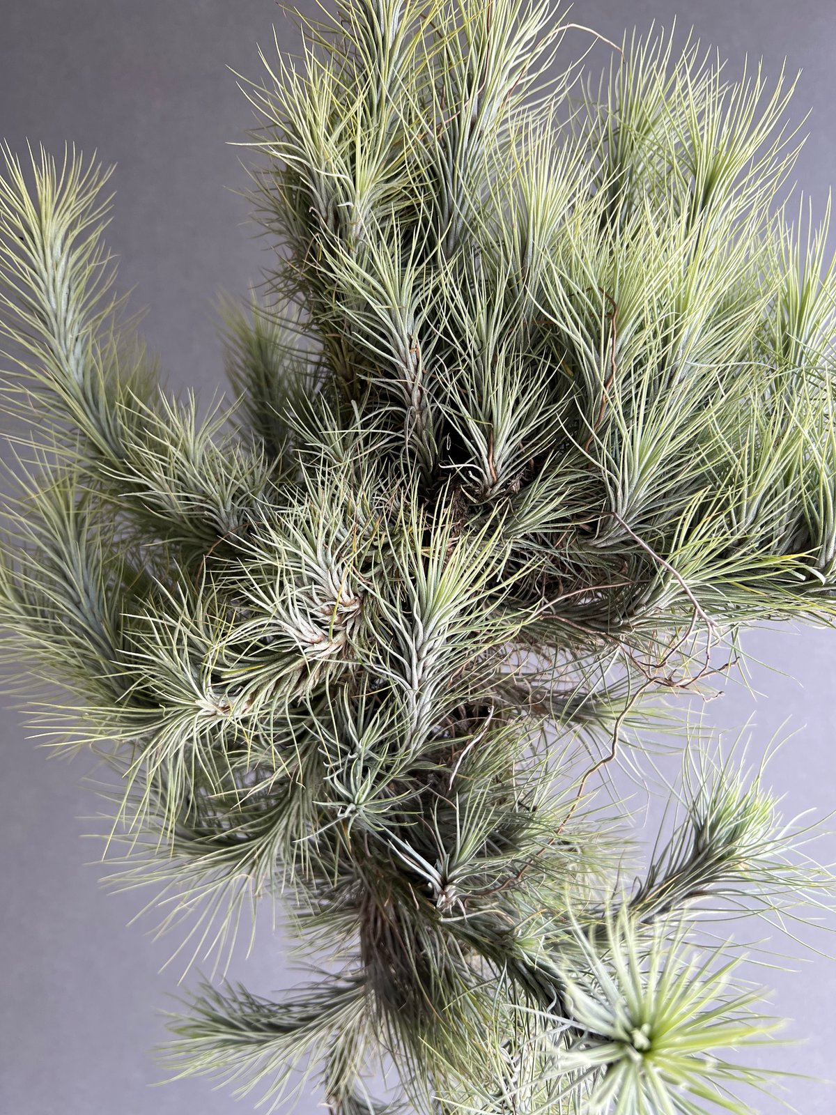ティランジア フンキアナ クランプ 「Tillandsia funckiana clump」8