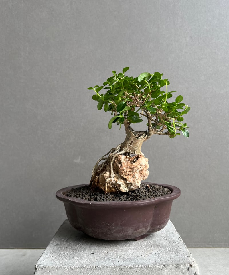 【新品未使用 】「GNU 漆」x「ICHIGU」漆鉢 新品未使用 】「GNU 漆」x「ICHIGU」漆鉢 - メルカリ