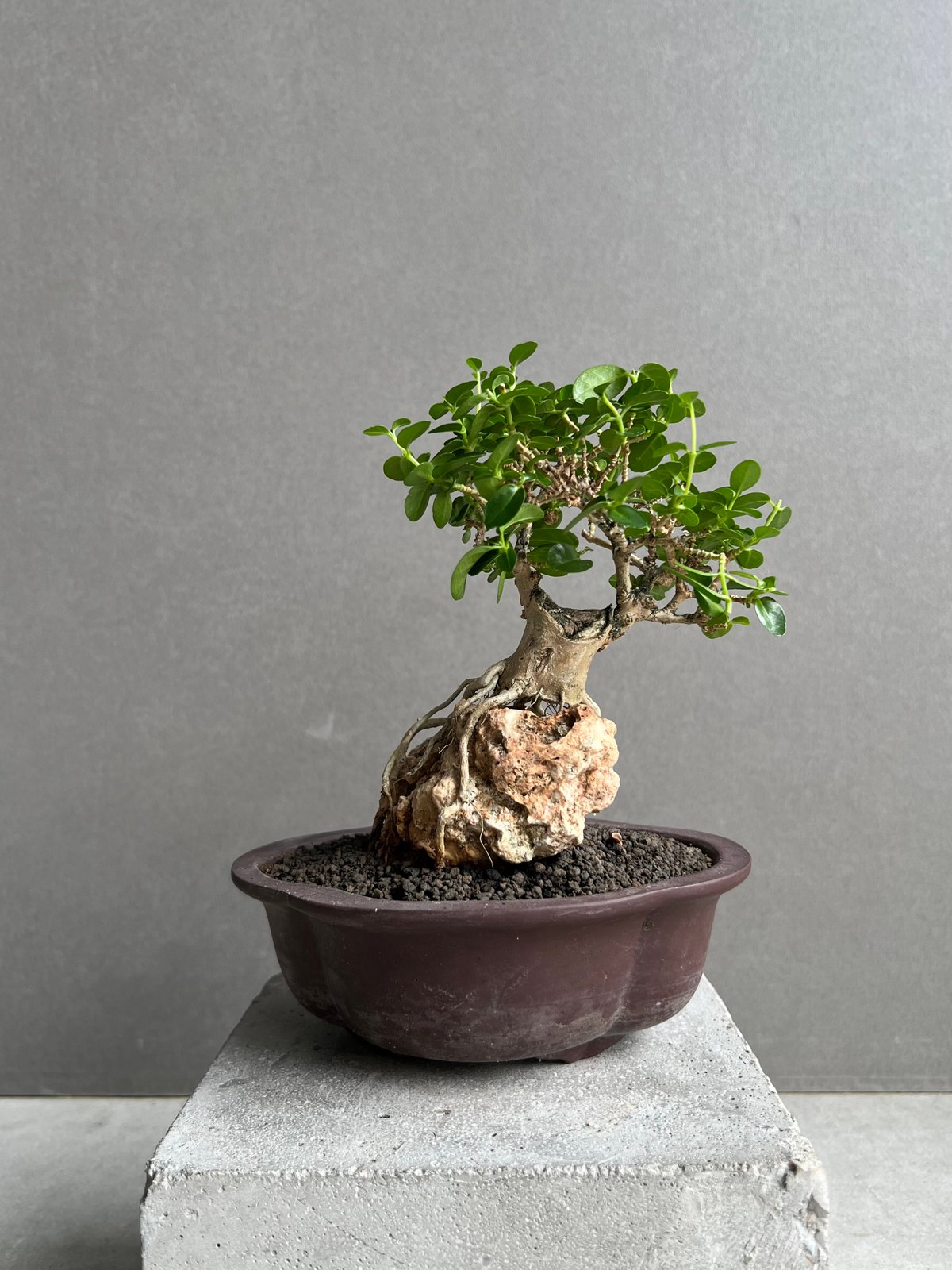 ゴートスカル盆栽 うち” 盆栽 Limited Edition 「“UCHI” BONSAI」68D | S