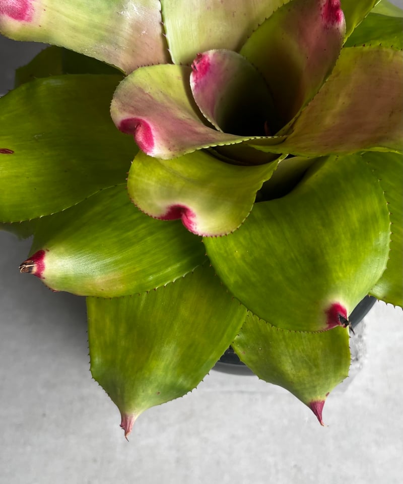 ネオレゲリア ハイブリッド 「Neoregelia hybrid」54A | SHOUCHIKUEN