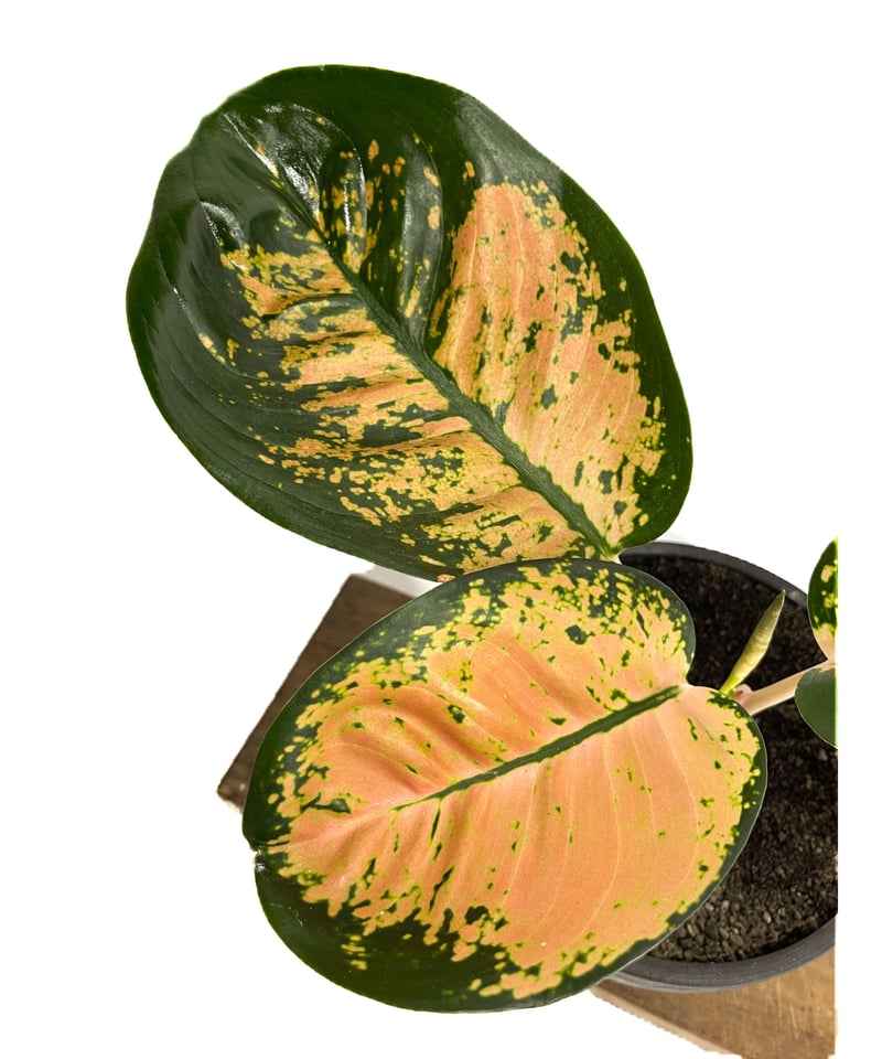 アグラオネマ スターバックス「Aglaonema Starbucks」3/23-199