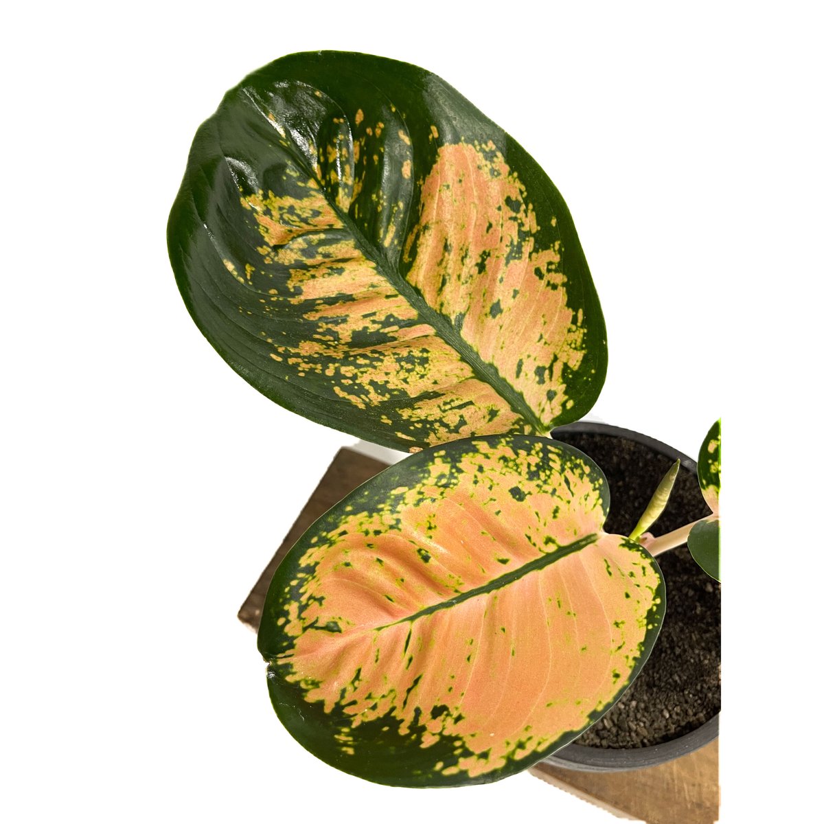 アグラオネマ スターバックス「Aglaonema Starbucks」3/23-199 | S