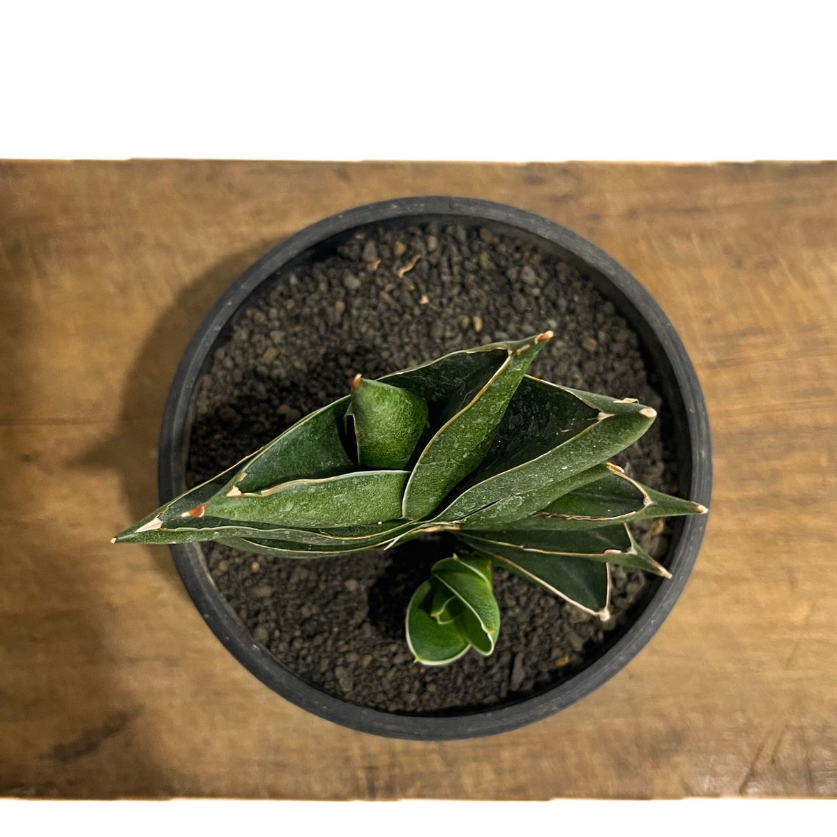 サンセベリア ピングイキュラ x ロリダ「Sansevieria pinguicula x r...