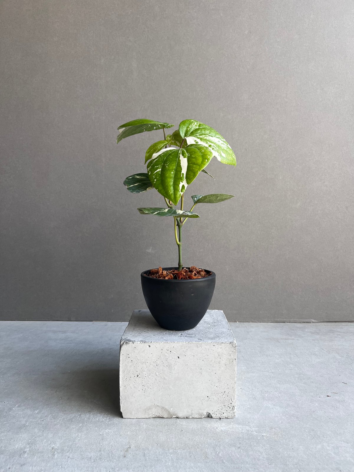 パイパー ニグラム 斑入 「Piper nigrum variegated」82X | SHO