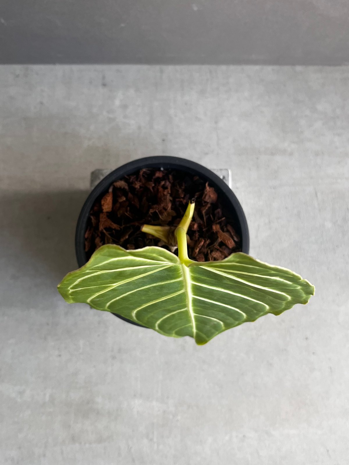 アンスリウム レガレ(コロンビア/ペルー) 「Anthurium regale (Colomb