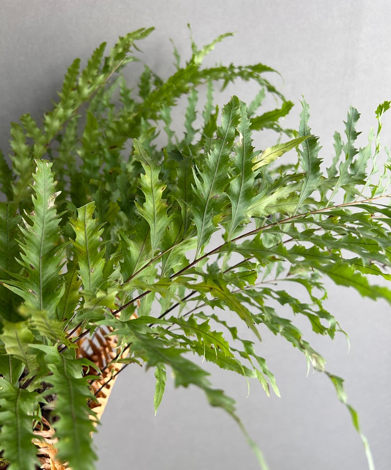 値下げドリナリア リギデュラ ドリナリア リギデュラ「Drynaria rigidula」5L | SHOUCHIKUEN