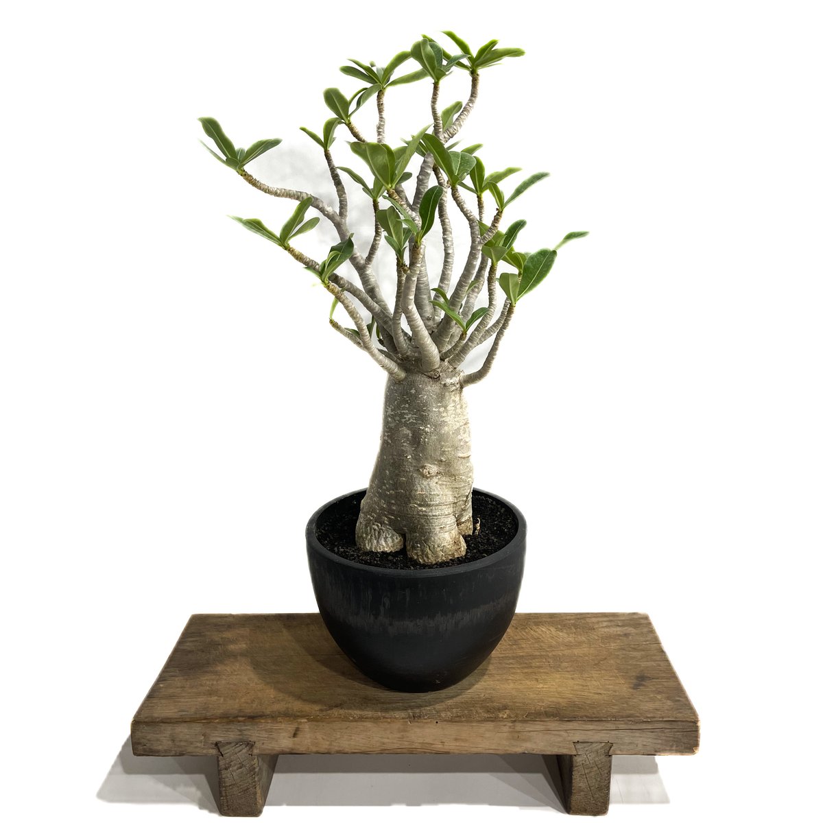 【激レア/超極太/極美】アデニウム アラビカム バオバブタイプ 鉢植え アデニウム アラビカム バオバブスタイル「Adenium arabicum