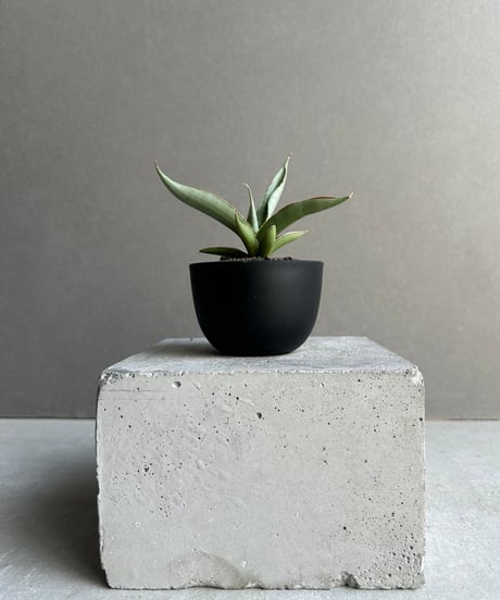 サンセベリア レクサス「Sansevieria Lexus (by Unyamanee Gar