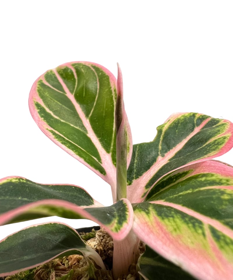 アグラオネマ ロータス デライト 「Aglaonema Lotus Delight アグラオネマ ロータス デライト 「Aglaonema Lotus Delight