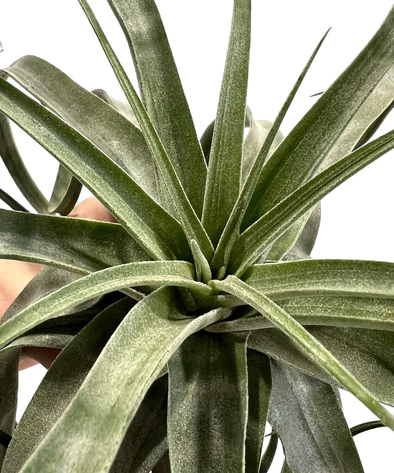 ティランジア ストレプトフィラ メキシコ 「Tillandsia streptophylla
