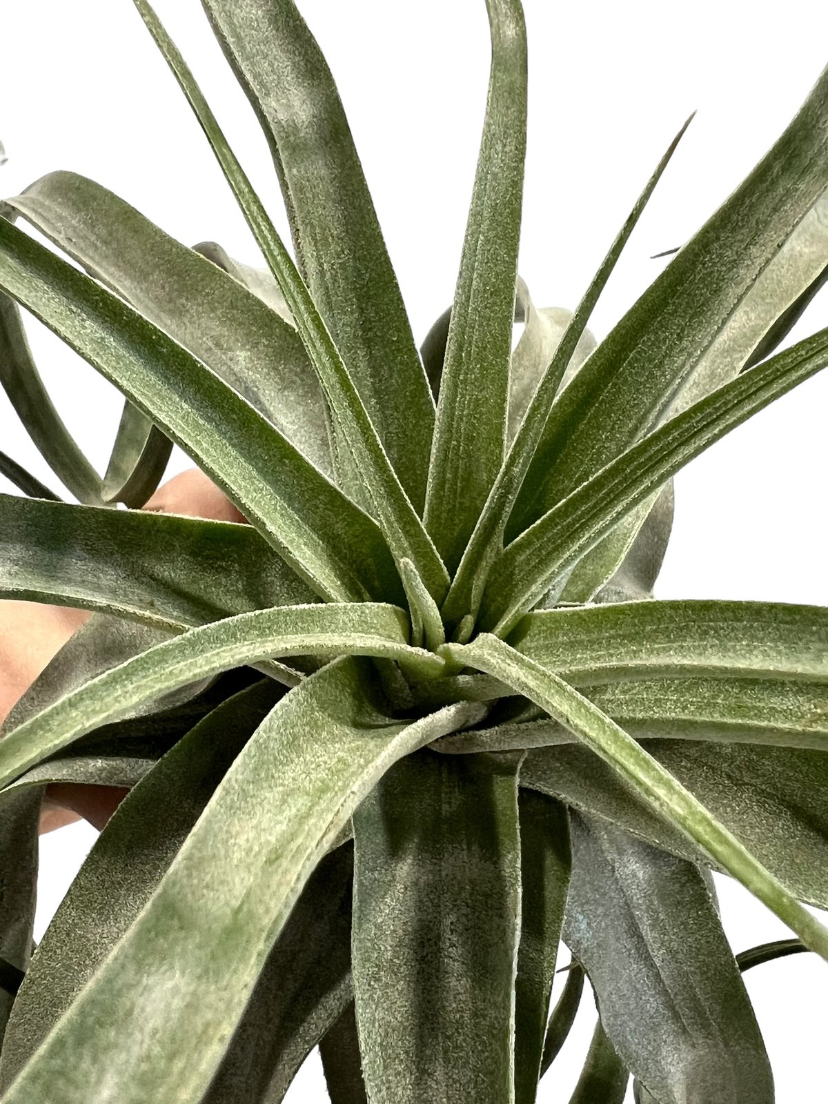 ティランジア ストレプトフィラ メキシコ 「Tillandsia streptophylla